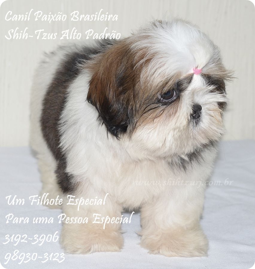 shih tzu filhote macho